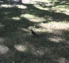 Turdus pilaris