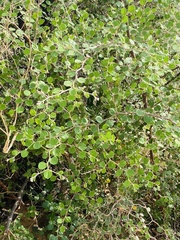 Ziziphus nummularia
