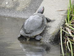 Trachemys scripta elegans