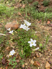 Oxalis ebracteata