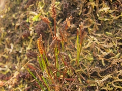 Schizaea australis