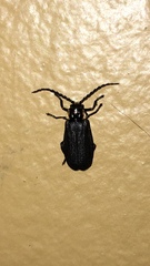 Polemius laticornis