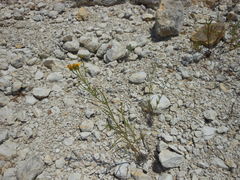 Dysodiopsis tagetoides