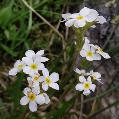 Androsace obtusifolia