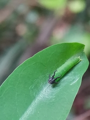 Polyura hebe