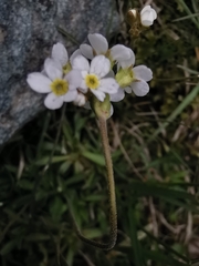 Androsace obtusifolia