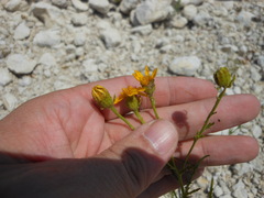 Dysodiopsis tagetoides