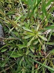 Androsace obtusifolia