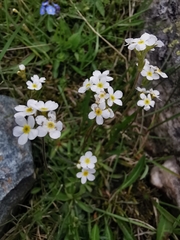Androsace obtusifolia