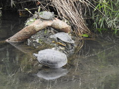 Trachemys scripta elegans