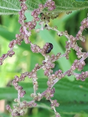 Brachypterus urticae