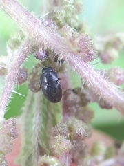 Brachypterus urticae