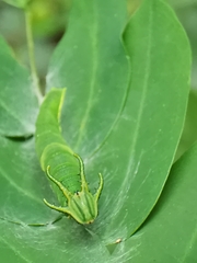 Polyura hebe plautus