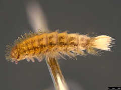 Propolyxenus forsteri