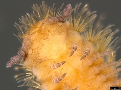 Propolyxenus forsteri