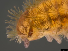 Propolyxenus forsteri