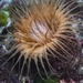 Ceriantheopsis - Photo 由 Georgina Jones 所上傳的 (c) Georgina Jones，保留部份權利CC BY-SA
