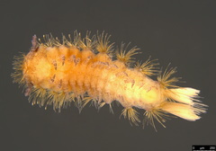 Propolyxenus forsteri