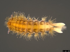 Propolyxenus forsteri