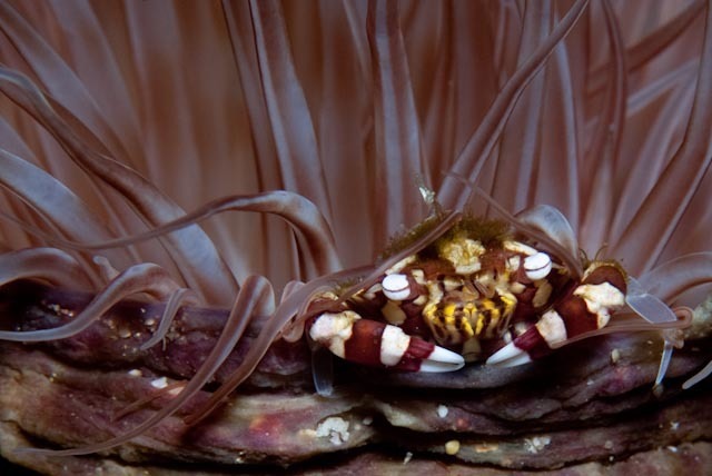 Harlequin Swimming Crab
