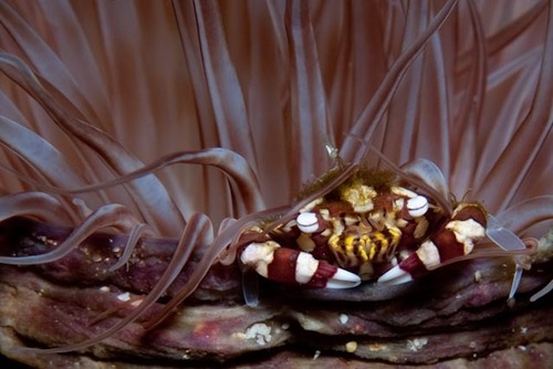 Harlequin Swimming Crab