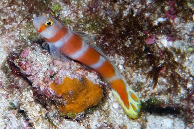 Pinkbar Goby