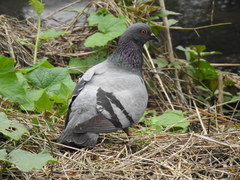 Columba livia domestica