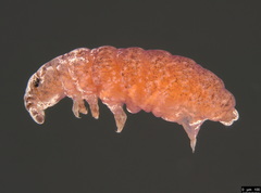 Neanuroidea