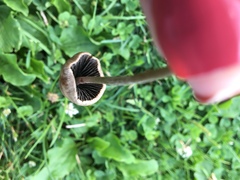 Panaeolopsis