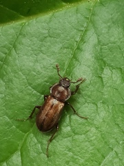 Platyceroides laticollis