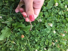 Panaeolopsis