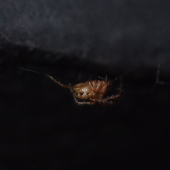 Anelosimus crassipes