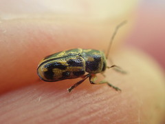 Pachybrachis hieroglyphicus