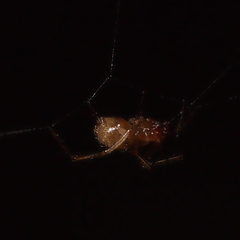 Anelosimus crassipes