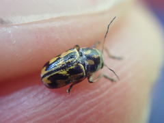 Pachybrachis hieroglyphicus