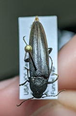 Enchodes sericea