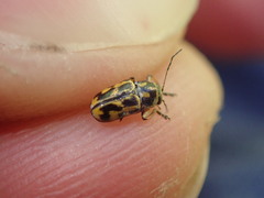 Pachybrachis hieroglyphicus