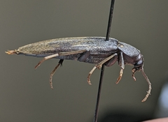 Enchodes sericea