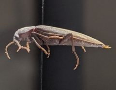 Enchodes sericea