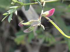 Tephrosia cinerea