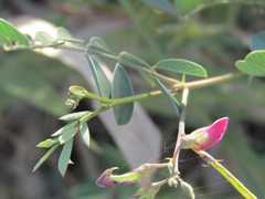 Tephrosia cinerea