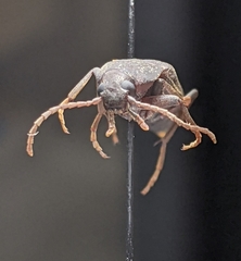 Enchodes sericea