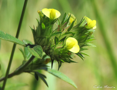 Stylosanthes capitata