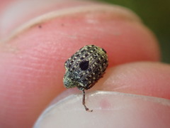 Cionus hortulanus