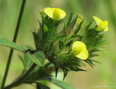 Stylosanthes capitata