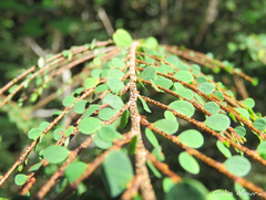 Erythroxylum rosuliferum