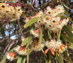 Eucalyptus calycogona