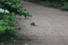 Funambulus pennantii