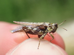 Tetrix ceperoi