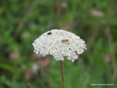 Daucus carota gummifer